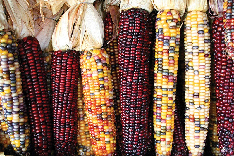Indian Corn Seeds