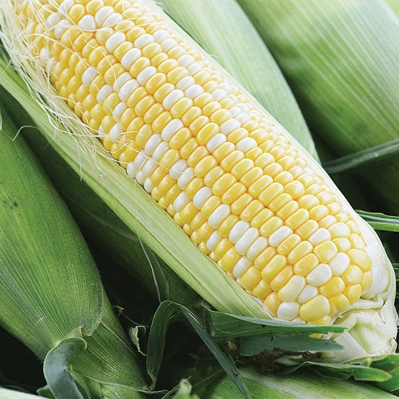 Ambrosia Sweet Corn Seeds