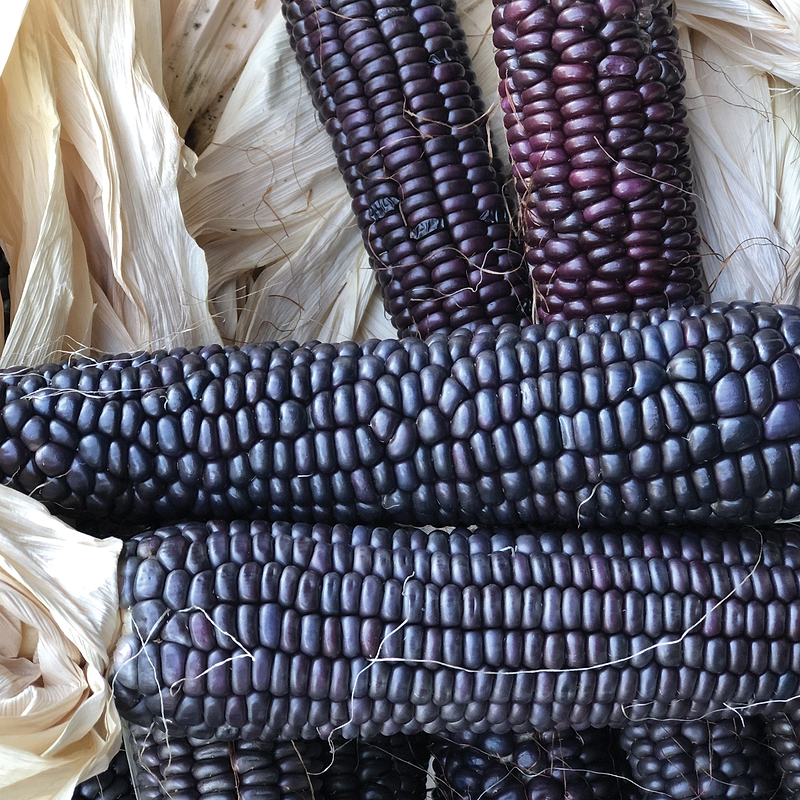 Blue Hopi Corn Seeds