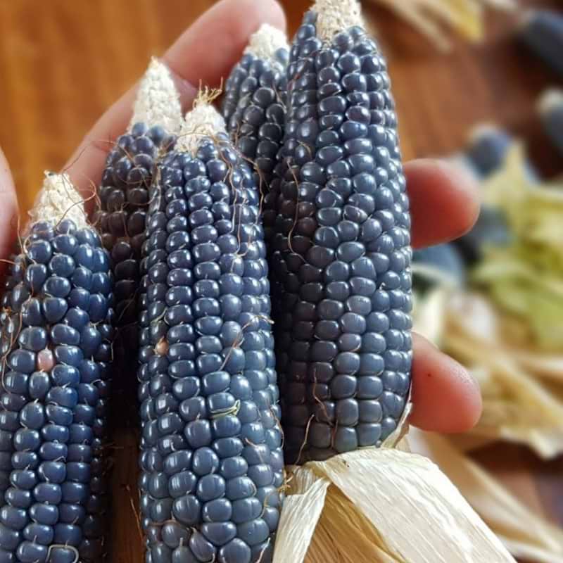 Miniature Blue Popcorn Seeds