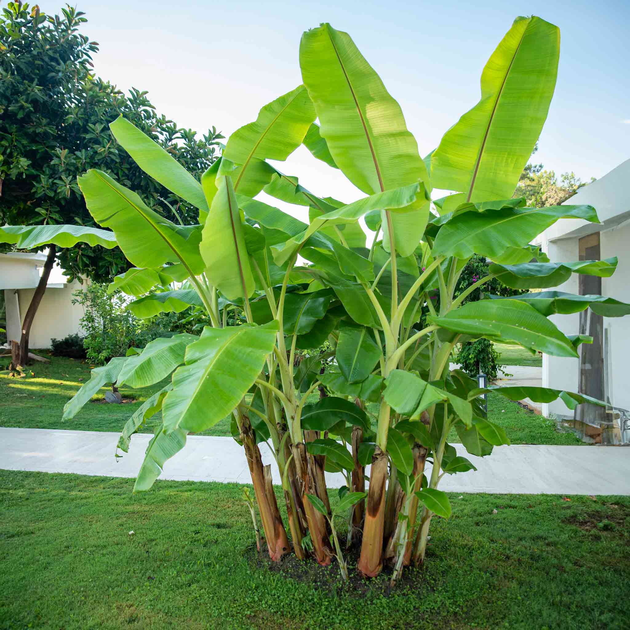 hardy banana plant indoor Cold Hardy Banana Tree