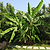Cold Hardy Banana Tree