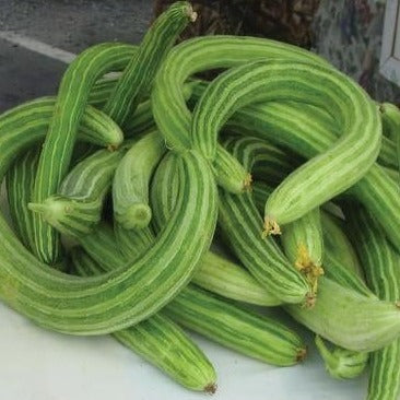 Armenian Yard-Long Cucumber Seeds