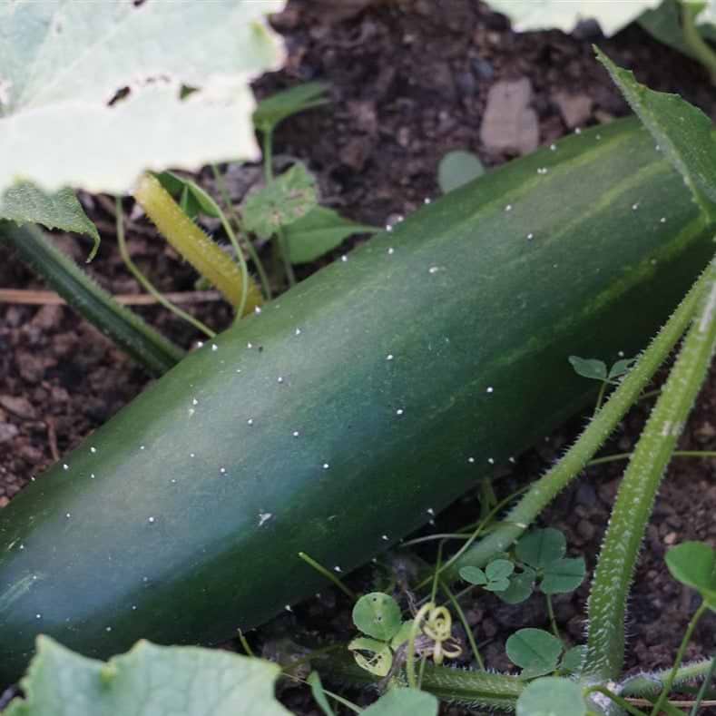 Marketmore 76 Cucumber Seeds