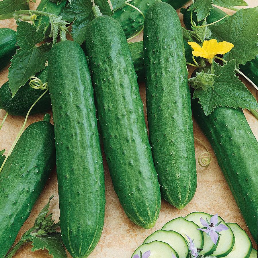 Spacemaster 80 Cucumber Seeds