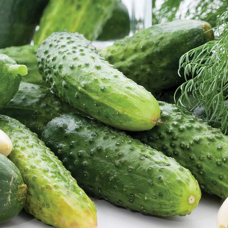 Boston Pickling Cucumber Seeds