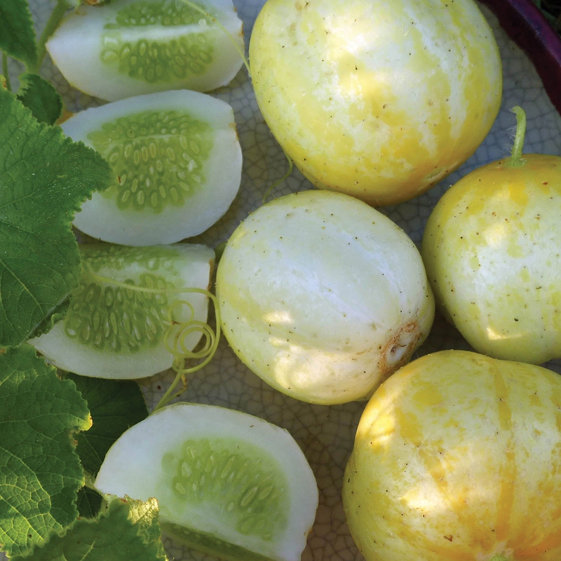 Lemon Cucumber Seeds