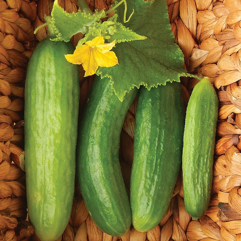 Beit Alpha Cucumber Seeds