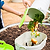 Kitchen Compost Caddy | Vego Garden