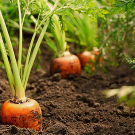 Vego garden beds