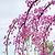Golden Falls® Redbud Tree
