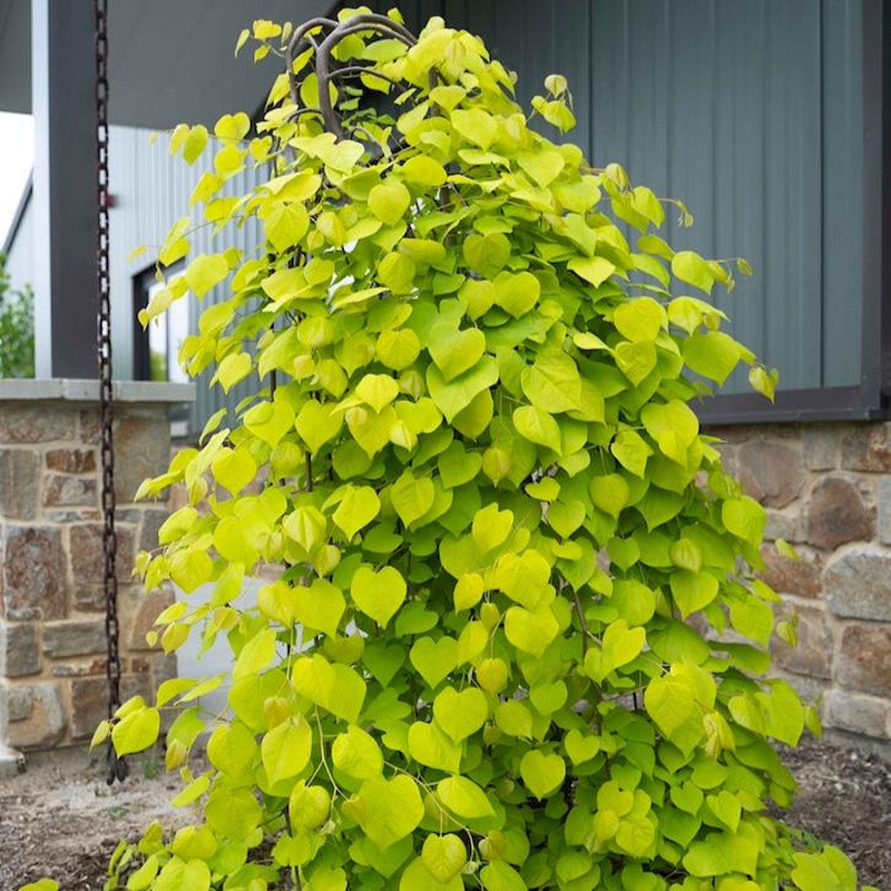 Golden Falls® Redbud Tree