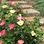 The Champion™ Sunblush Rose