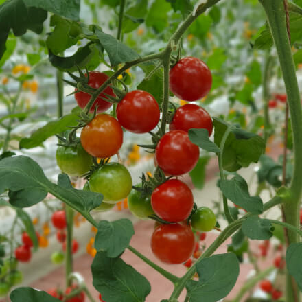 Vego garden beds