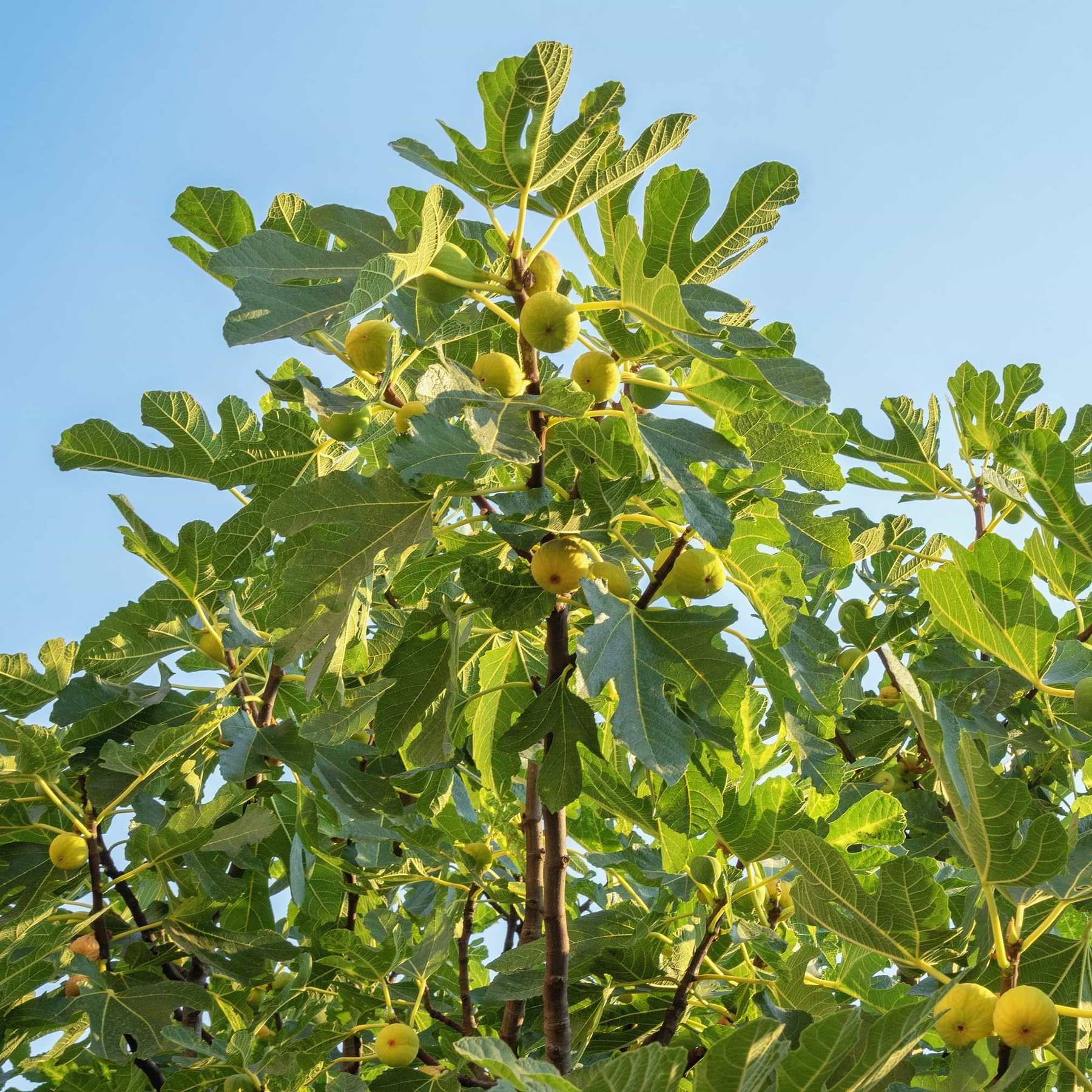 Chicago Hardy Fig Tree Chicago Hardy Fig Tree
