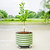 Self-Watering Rolling Citrus Tree Planter 30 Gallon - Gen 3