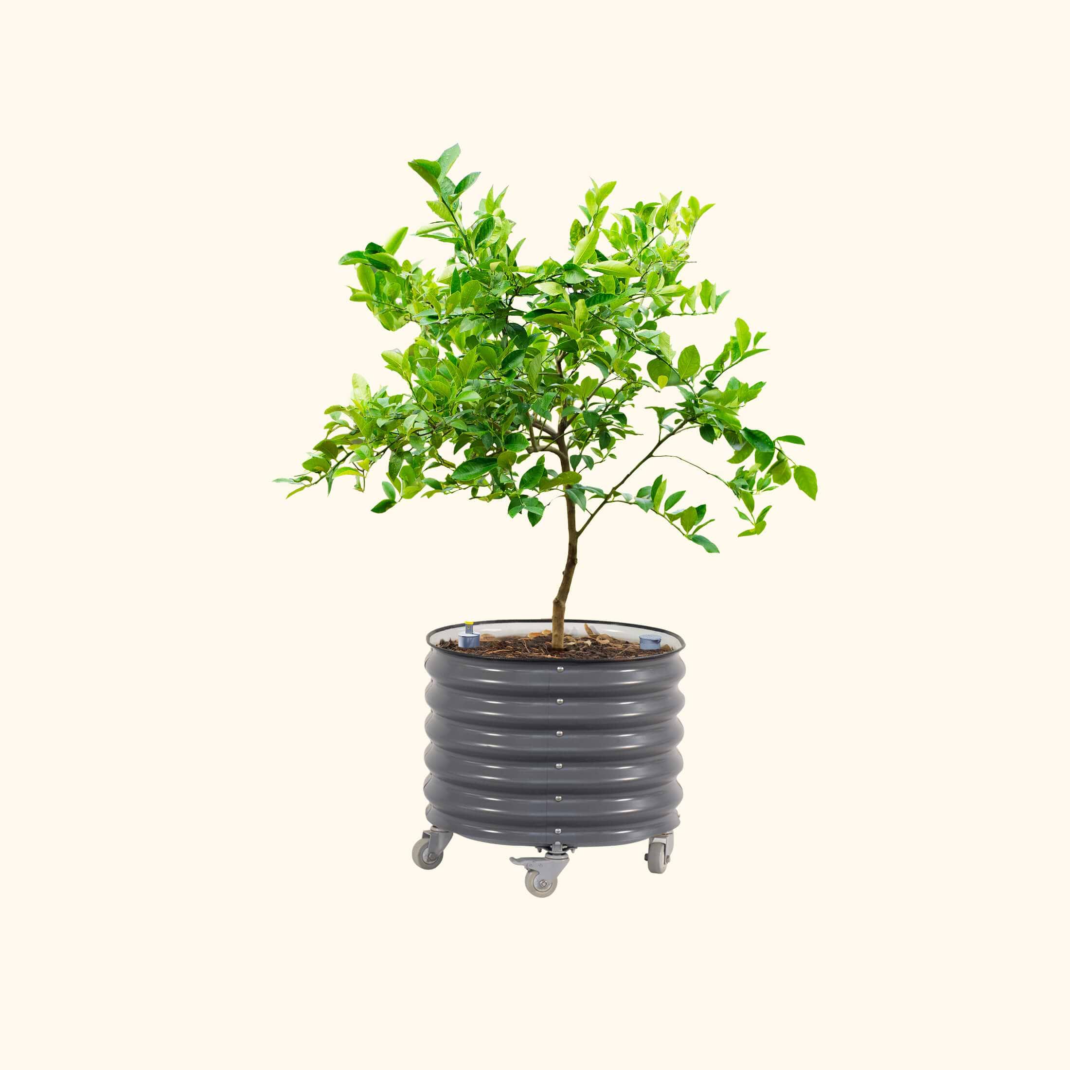 Self-Watering Rolling Citrus Tree Planter Gen 3 - 30 Gal | Vego Garden