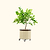 Self-Watering Rolling Citrus Tree Planter 30 Gallon - Gen 3