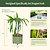 Classic Rolling Dragon Fruit Planter Gen 2
