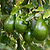 Cold Hardy Avocado Tree