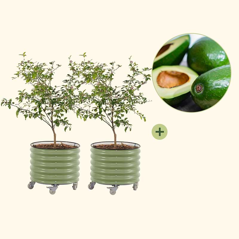 Cold-Hardy Avocado with Rolling Planter