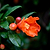 Cold Hardy Red Pomegranate
