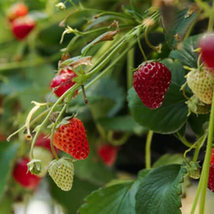 Vego garden beds