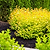 Firefly® Bush Honeysuckle
