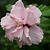Double Pink Rose of Sharon Tree