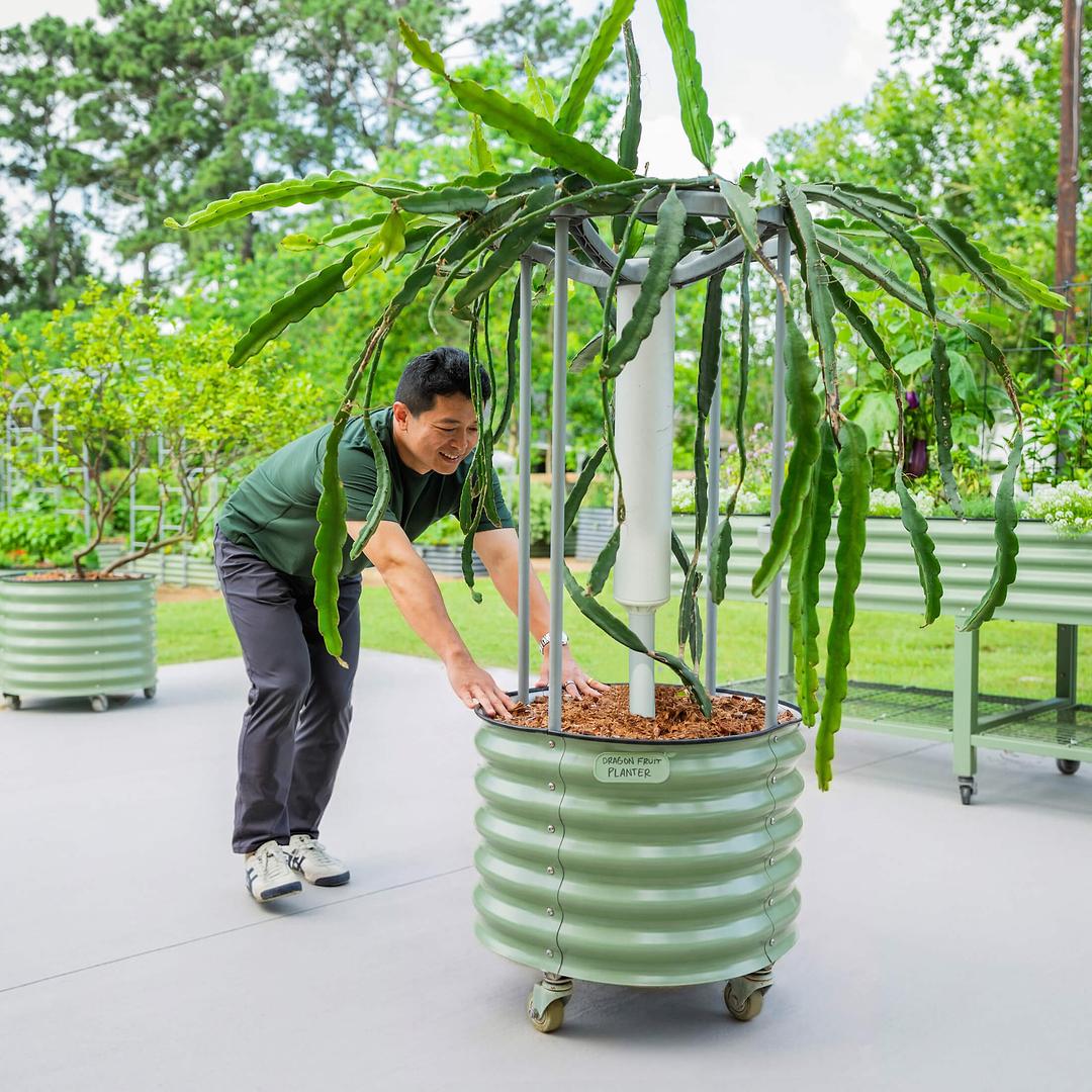 dragon fruit self-watering rolling planter Classic Rolling Dragon Fruit Planter Gen 2
