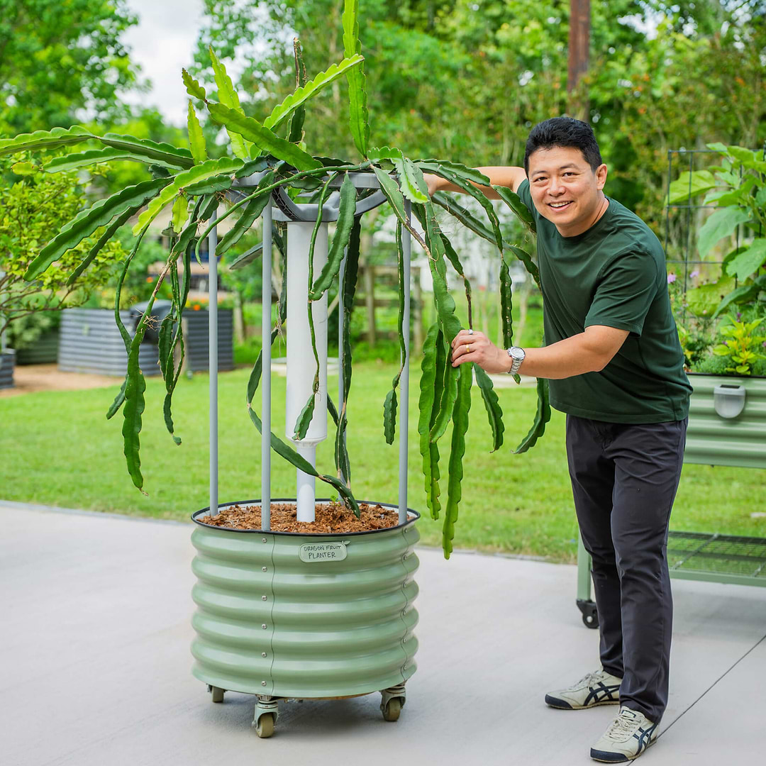 planting dragon fruit in pots Classic Rolling Dragon Fruit Planter Gen 2