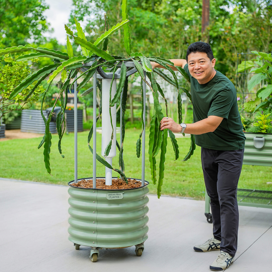 planting dragon fruit in pots Classic Rolling Dragon Fruit Planter Gen 2