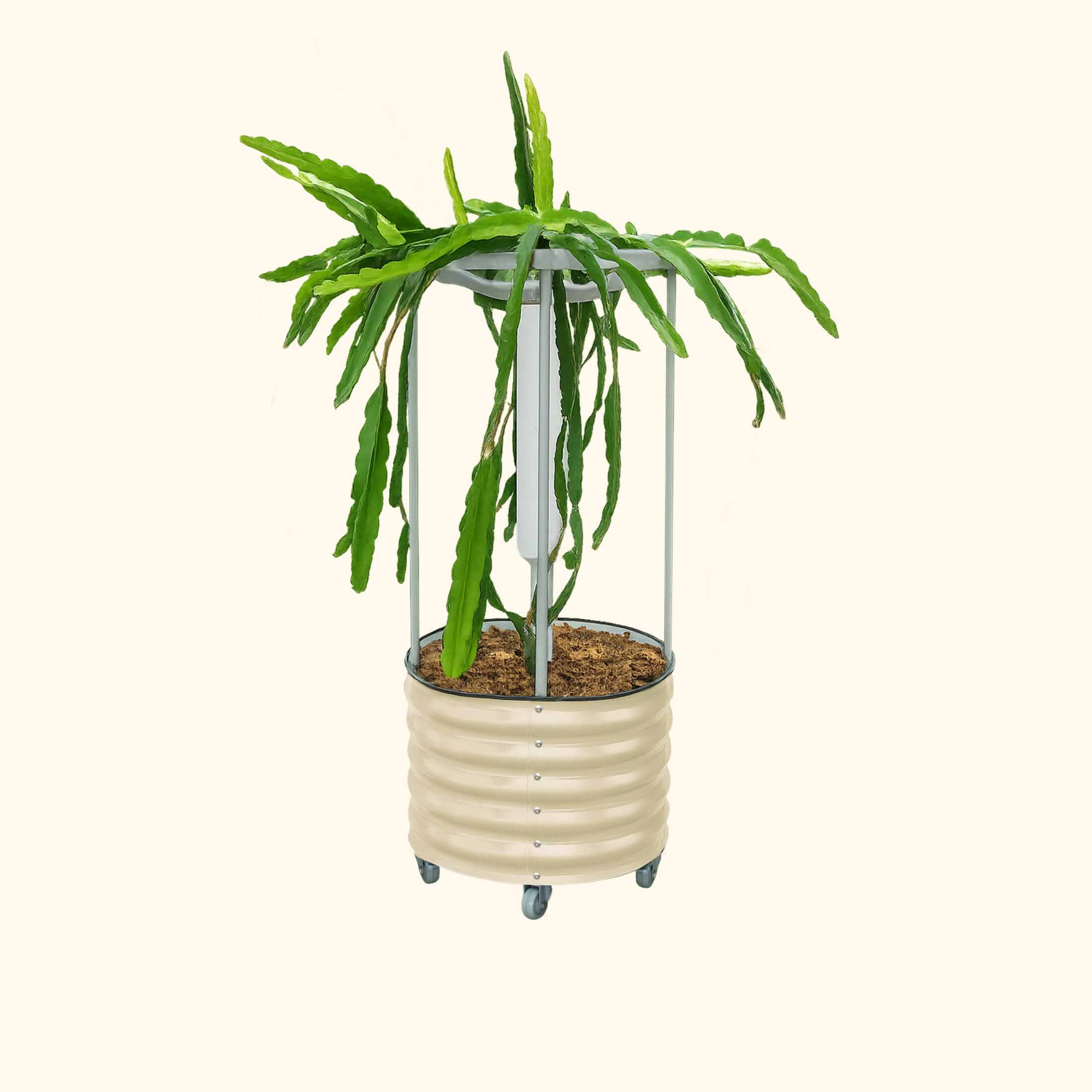 planting dragon fruit in pots Classic Rolling Dragon Fruit Planter Gen 2