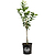 Improved Meyer Lemon Tree (CA)