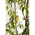 Multi-Fruit Peach Tree