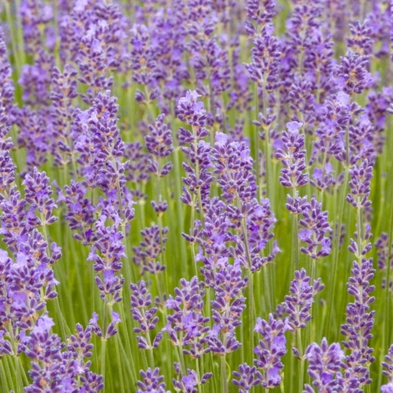 Munstead Lavender Seeds