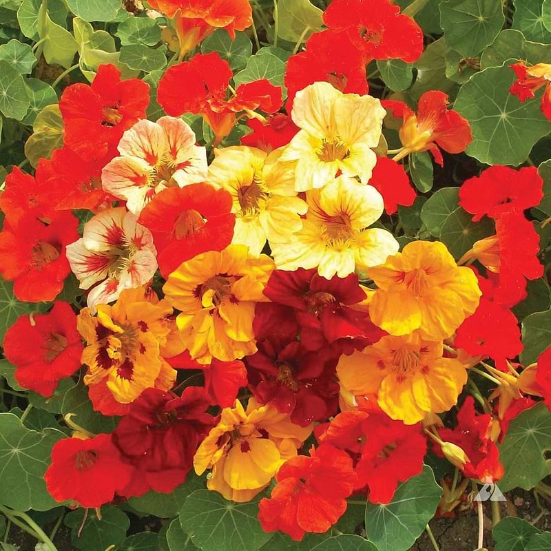 Jewel Mix Nasturtium Seeds