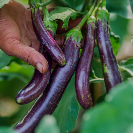 Eggplants