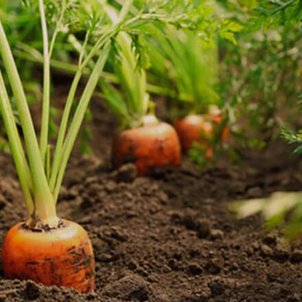 Vego garden beds