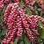Enchanted Forest® Gay Goblin™ Pieris