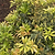 Enchanted Forest® River Run™ Pieris