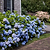 Endless Summer® Hydrangea