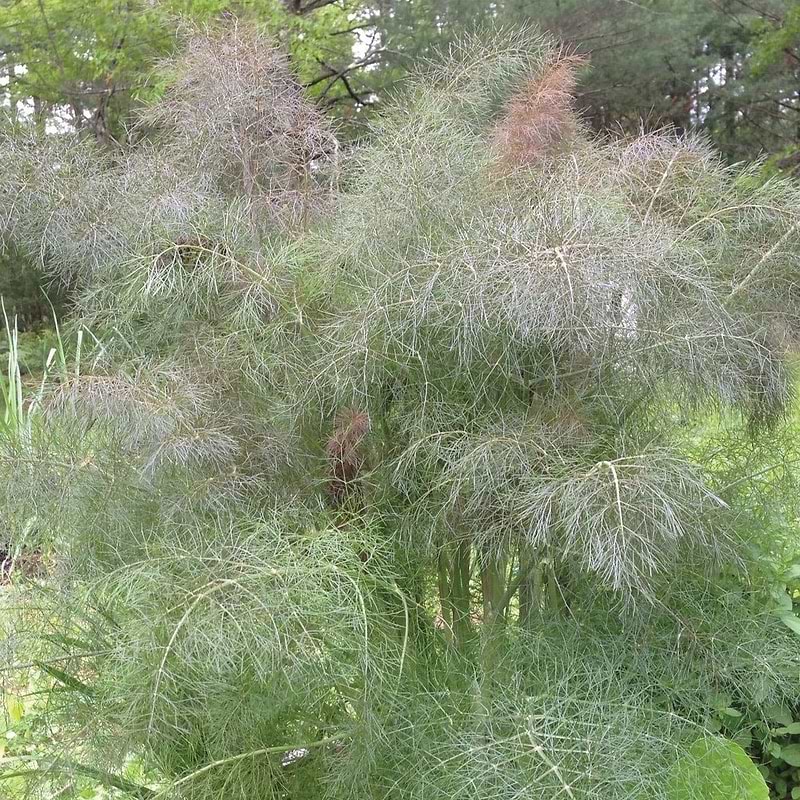 Bronze Leaf Fennel Seeds