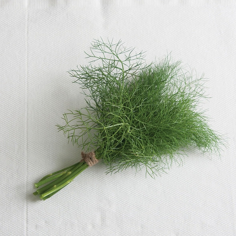 Grosfruchtiger Leaf Fennel Seeds