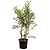 Tuscarora Crape Myrtle