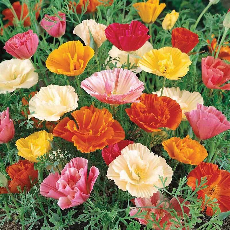 Papaver Poppy Mix Seeds