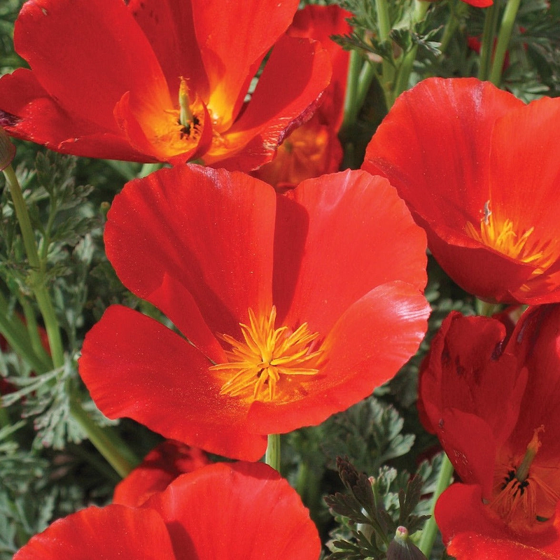 Red California Poppy Seeds