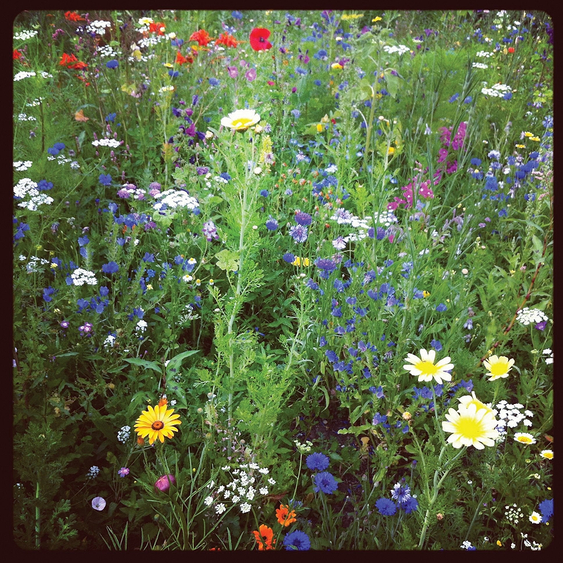 Lowland wildflower mix Seeds