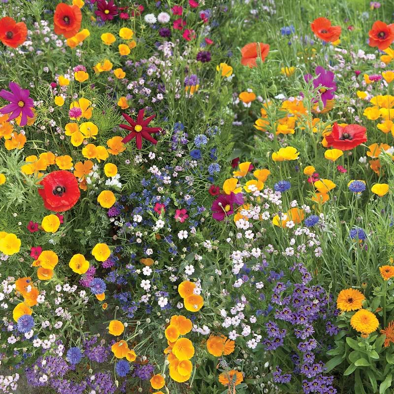 Meadow Wildflower Mix Seeds