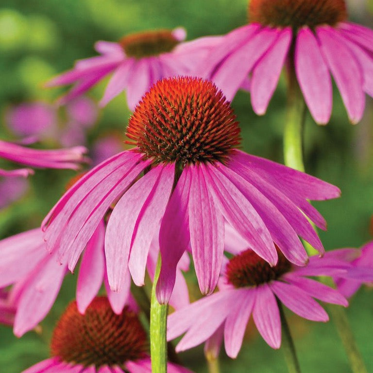 Purple Coneflower (Echinacea) Seeds
